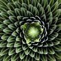 Image result for Fractal Real Life