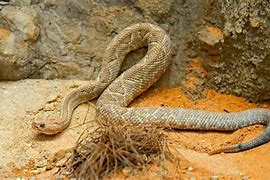 Image result for Top 10 Rarest Snakes