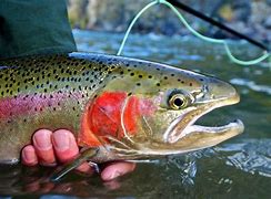 Image result for Steelhead Fly Fishing