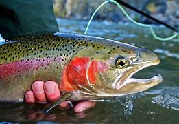 Image result for Flying Fishing