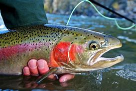 Image result for Steelhead Fly Fishing