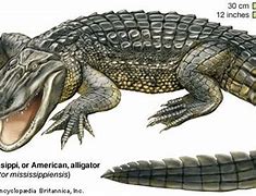 Image result for American Alligator Facts for Kids