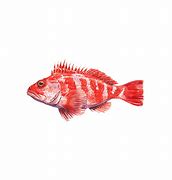 Image result for Rose Fish