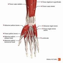 Image result for Dorsal Thenar Eminence