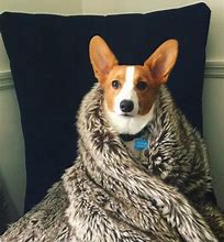 Image result for Corgis in Jeans