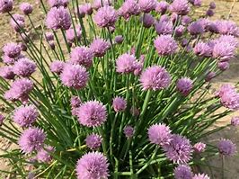 Image result for Chives in Herb Garden