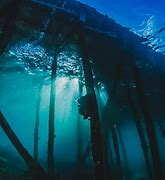 Image result for Sea Deep Store