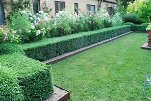 Image result for Landscaping with Boxwood Shrubs