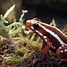 Image result for Poison Dart Frog Animal