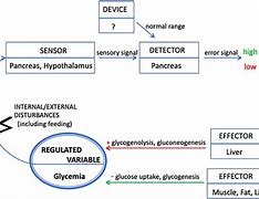 Image result for Insulin Feedback Loop