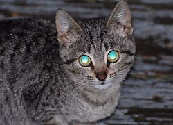 Image result for Cat Eyes at Night