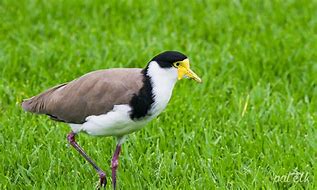 Image result for Masked Lapwing Baby