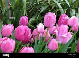 Image result for Tulip Purple Pride