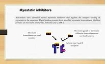 Image result for Myostatin Inhibito