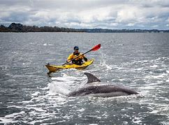 Image result for Gippsland Lakes Underwater