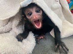 Image result for Sped Monkey Baby