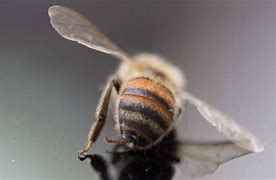 Image result for Bee Dies