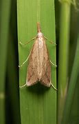 Image result for Rice Insects