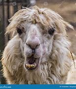 Image result for Ugly Alpaca