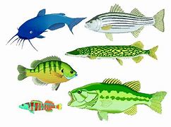 Image result for Hungry Fish in Pond Clip Art