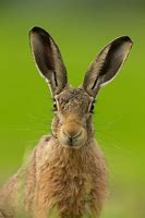 Image result for Hare Portrait Face