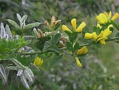 Image result for Flax Leaved Broom