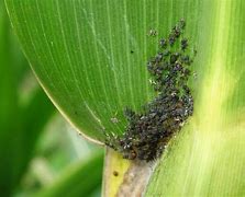 Image result for Corn Pests