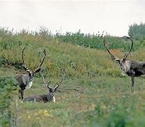 Image result for Fish in the Boreal Forest