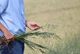 Image result for Oatmeal Plant