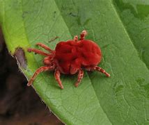 Image result for Little Red Spiders Mites