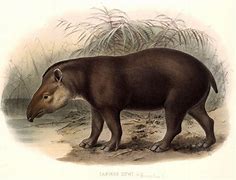 Image result for California Tapir