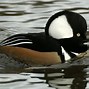 Image result for Hooded Merganser Duck Drawing