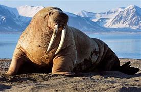 Image result for Walrus Baby Pics