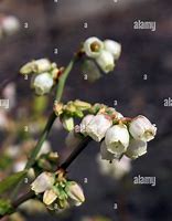 Image result for Blueberry Bloom