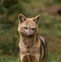 Image result for Fox Head Profile