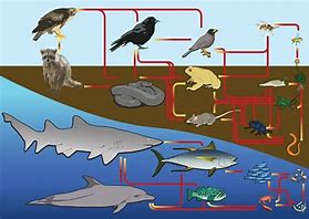 Image result for Ocean Ecosystem Animals