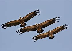 Image result for Vulture Flying