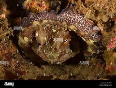 Image result for Octopus Bimaculoides