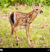 Image result for Newborn Deer Fawn