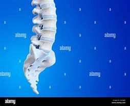 Image result for Human Spine Illustration