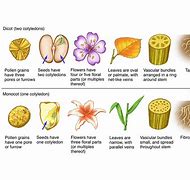 Image result for Dicot Cotyledon