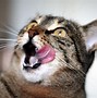 Image result for Funny Cat Cartoon Wallpaper