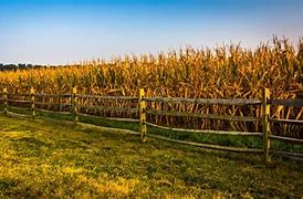 Image result for Corn Field Mural