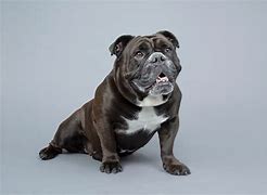 Image result for Old Victorian Bulldog