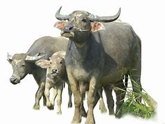 Image result for Buffalo Head Nickel PNG