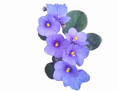 Image result for African Violet Flower Clip Art