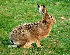 Image result for Award-Winning Brown Hare Photo