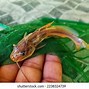 Image result for Tengra Fish HD Image