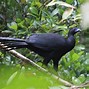 Image result for Black Guan