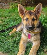 Image result for Image of a Blur German Shepherd Puppy